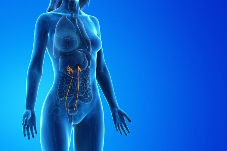 <p><strong>ureters</strong></p>