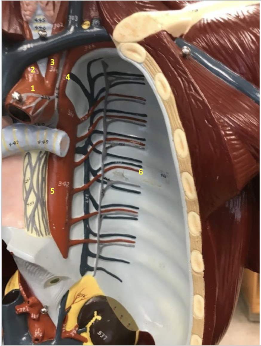 <p>Thorax</p><p>1.Aortic arch</p><p>2. Brachiocephalic artery</p><p>3. Left common carotid artery</p><p>4. Left subclavian artery</p><p>5. Descending thoracic aorta</p><p>6. Posterior intercostal artery</p>
