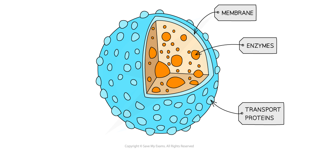 <p>Lysosome: Function (2)</p>