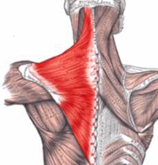 <p>O: Occipital bone, ligamentum nuchae, spines of thoracic vertebrae</p><p>I: Spine and acromion process of scapula, part of clavicle</p><p>N: Accessory nerve (XI)</p><p>Fx: Fixes, elevates, rotates scapula; extends head</p>