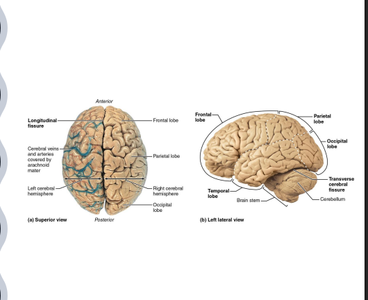 <ul><li><p>carries out higher mental functions (memory and reason)</p></li><li><p>separated by longitudinal fissure → median fissure dividing cerebrum into right and left hemispheres</p></li><li><p>held together medially by corpus callosum</p></li><li><p>lateral ventricles separated by membrane (septum pellucidum) </p></li></ul><p></p>