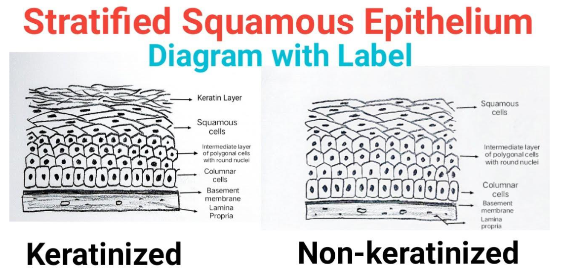 <ul><li><p>Keratinized Stratified Squamous Epithelium</p></li><li><p>Non-Keratinized Stratified Squamous Epithelium</p></li></ul><p></p>
