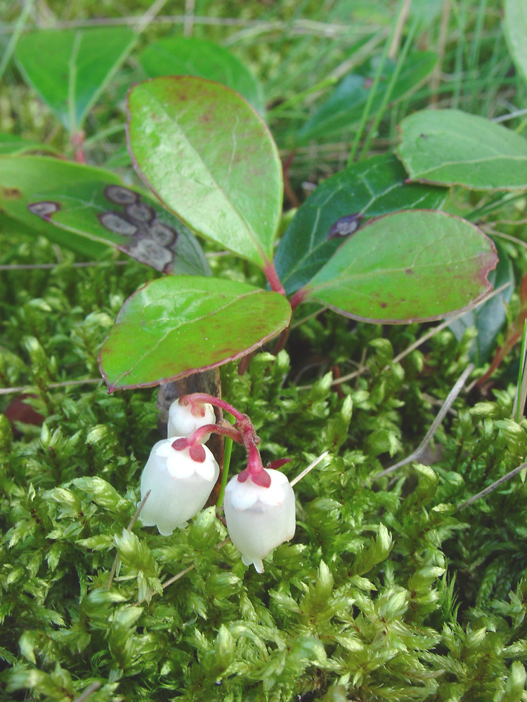 <p>Gaultheria procumbens</p>