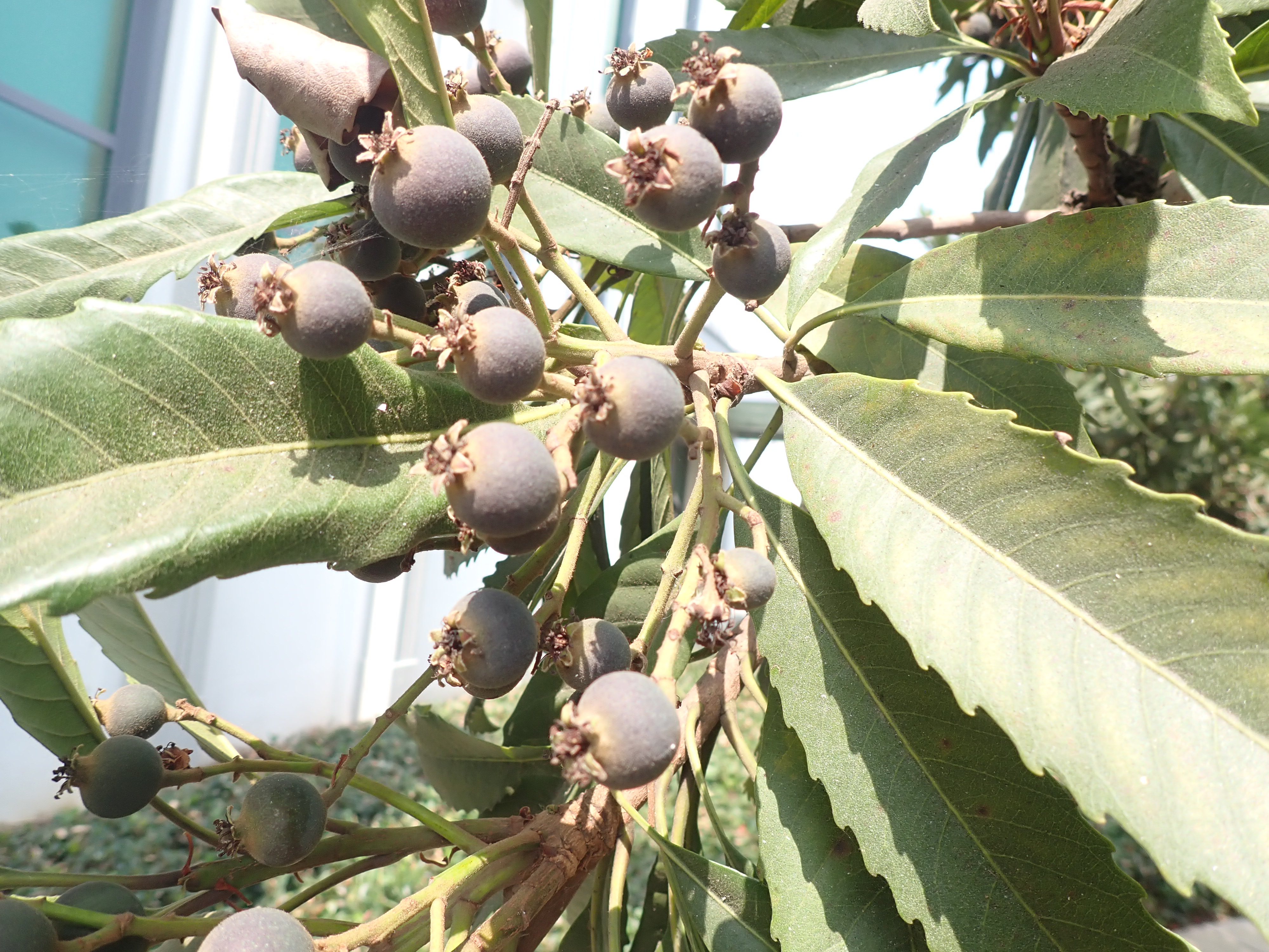 <p>Eriobotrya deflexa - Bronze Loquat</p>