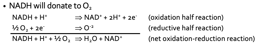 <ol><li><p>pick two pairs</p><ol><li><p>NAD<sup>+</sup> + 2H<sup>+</sup> + 2e- → NADH + H<sup>+</sup> (-0.32 V)</p></li><li><p>½ O2 + 2H<sup>+</sup> + 2e- → H2O (+0.82 V)</p></li></ol></li><li><p>rule #1: NADH donates to O2</p><ol><li><p>picture**</p></li></ol></li><li><p>rule #2: ΔE’<sub>°</sub> = (E’<sub>°</sub> of oxidized) - (E’<sub>° </sub>of reduced)</p></li></ol><p></p>