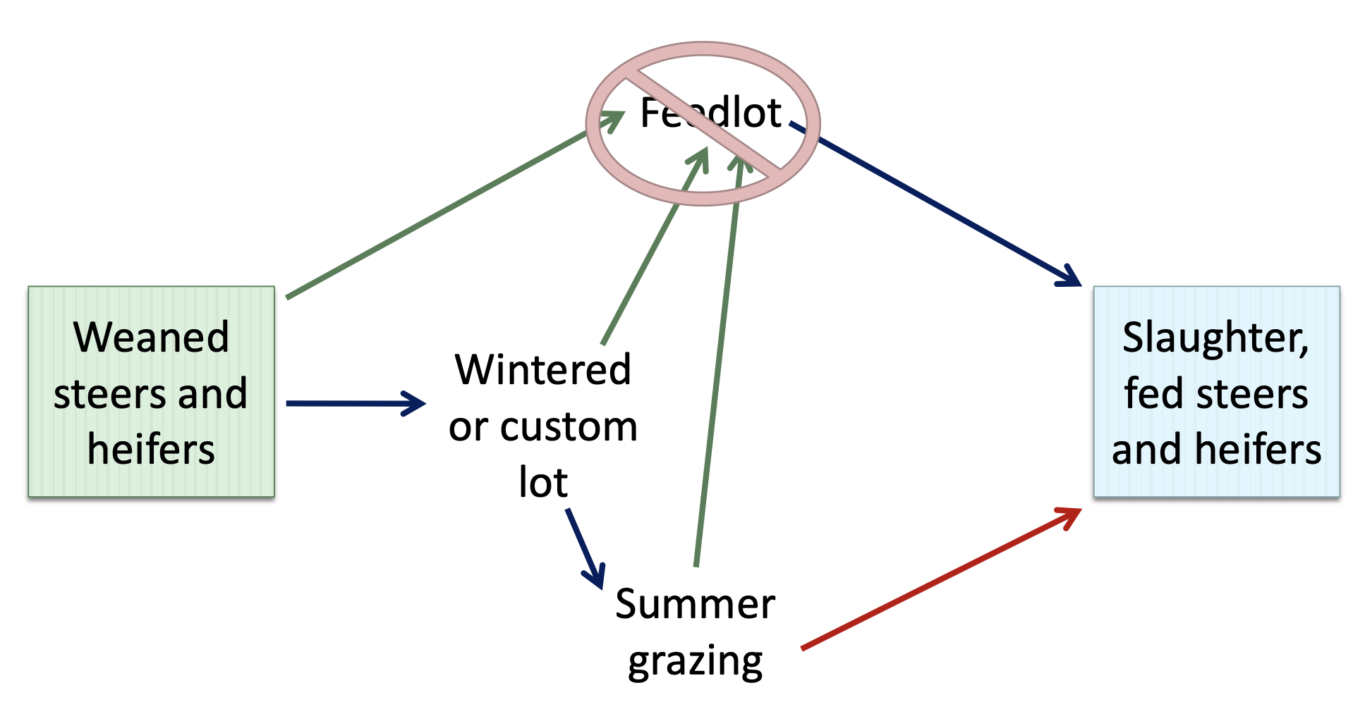 <p>Weaned steer and heifered go to wintered or custom lot then go to summer grazing and finally become slaughter, fed steers and heifers</p><ul><li><p>forage finishing is an alternate market in the US but is the base of the industry for other countries</p></li></ul><p></p>