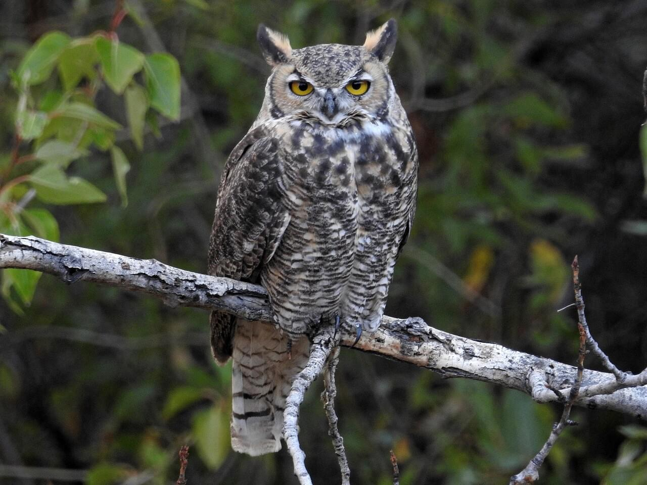 <p>Great horned owl</p><p>*Must know vocalization</p>