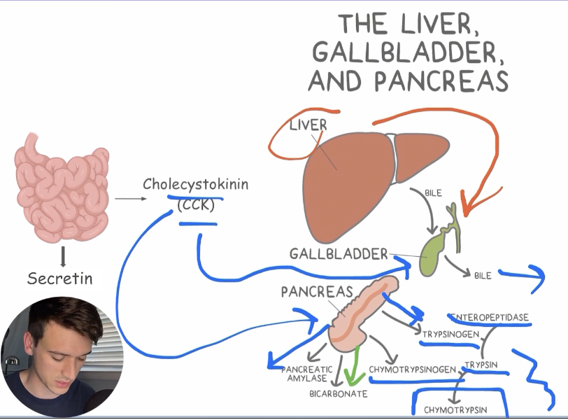 <p>Stores and concentrates bile from the liver, releasing bile into the duodenum when stimulated by CCK </p>