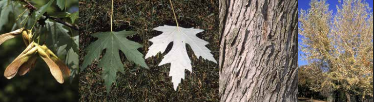 <p>Identify this tree: </p>