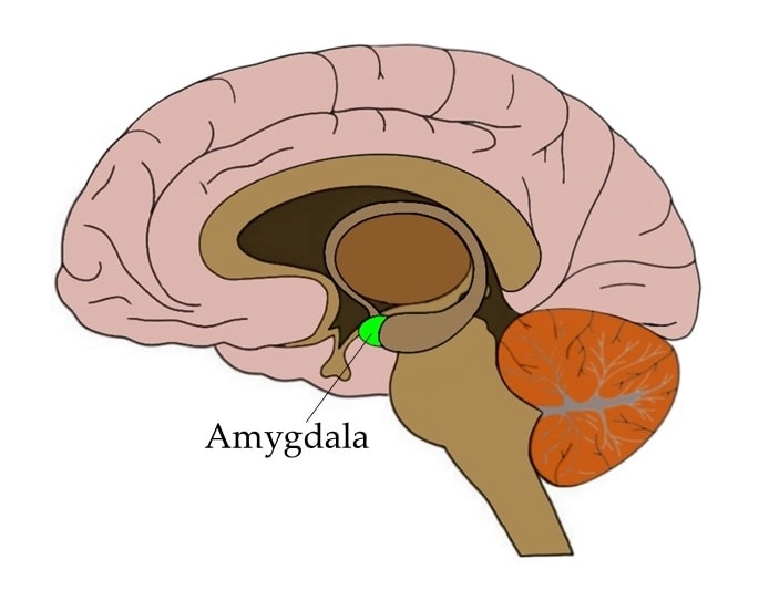 <p>The amygdala helps <strong>process emotion</strong>, especially:</p><ul><li><p>Fear/threat detection</p></li><li><p>Fight-flight-freeze responses</p></li><li><p>Aggression</p></li><li><p>Emotional memory</p></li></ul><p></p>