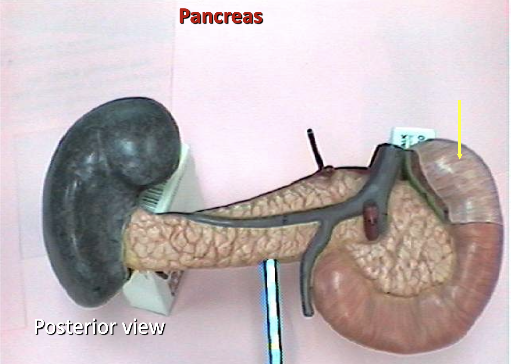 <p>Identify the organ.</p>