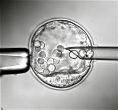 <p>the process of making changes in the DNA code of living organisms</p>