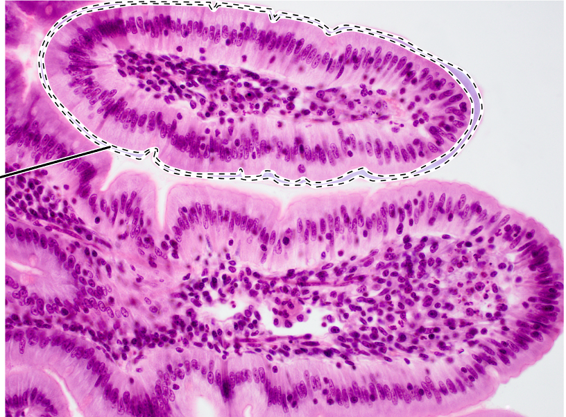knowt flashcard image