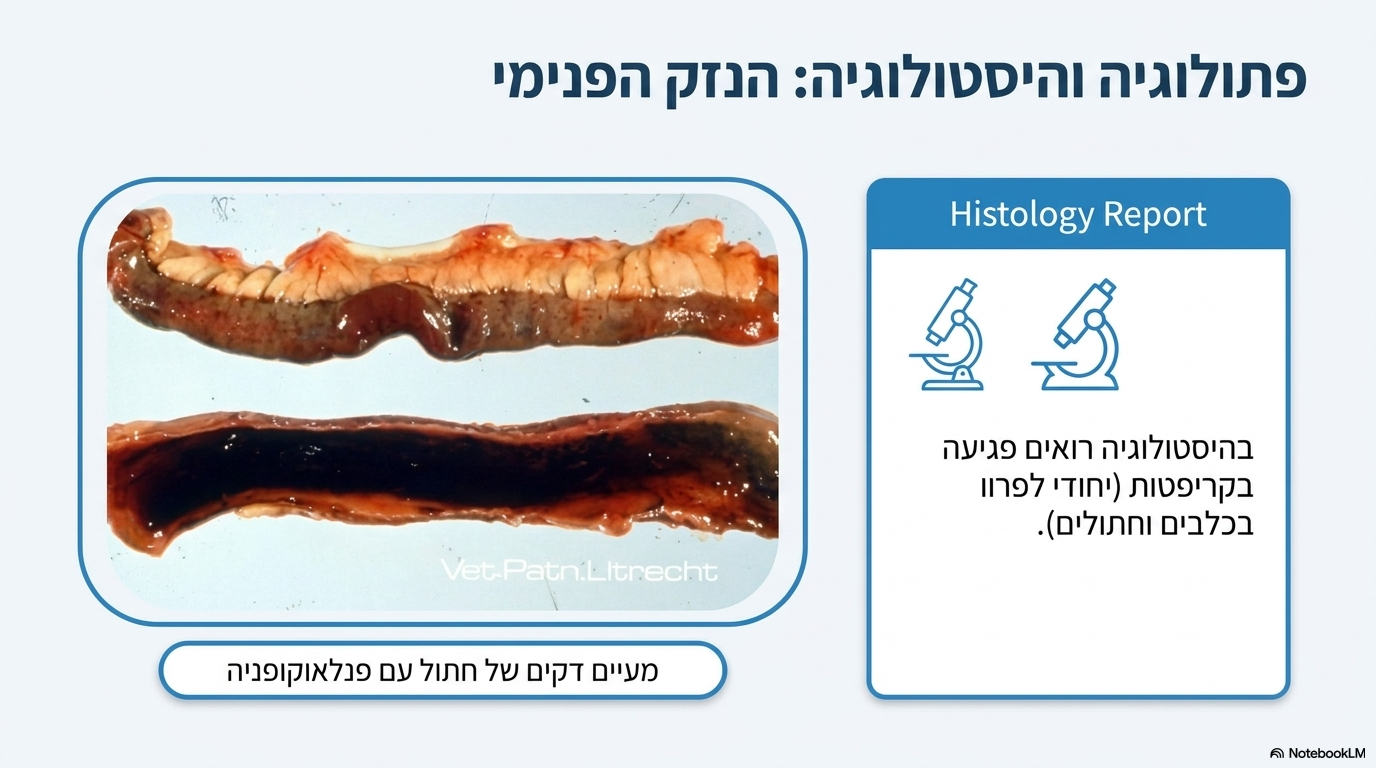 <ul><li><p><strong>ממצא היסטולוגי ייחודי:</strong> בבדיקה מיקרוסקופית של רקמת המעי רואים <strong>פגיעה קשה בקריפטות</strong> (ממצא ייחודי המאפיין את מחלות הפרוו של כלבים וחתולים כאחד).</p></li></ul><p></p>