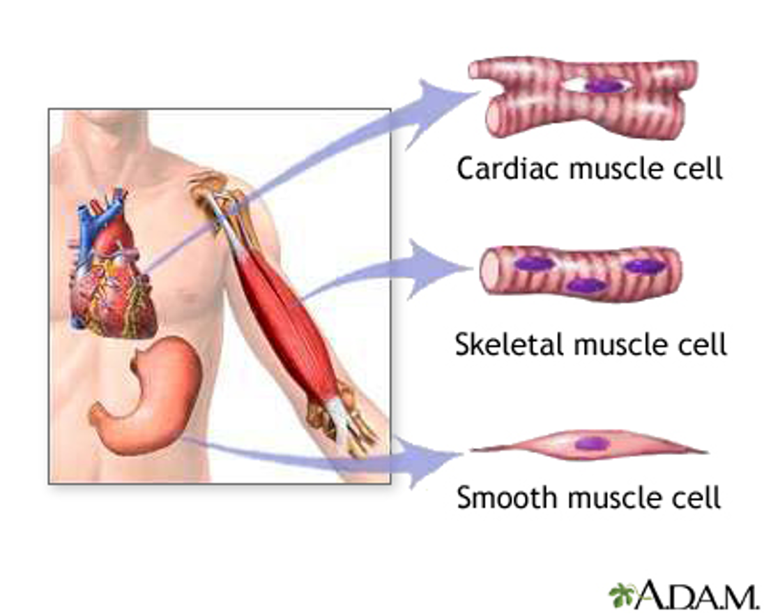 <p>Musculoskeletal System:</p><p></p>