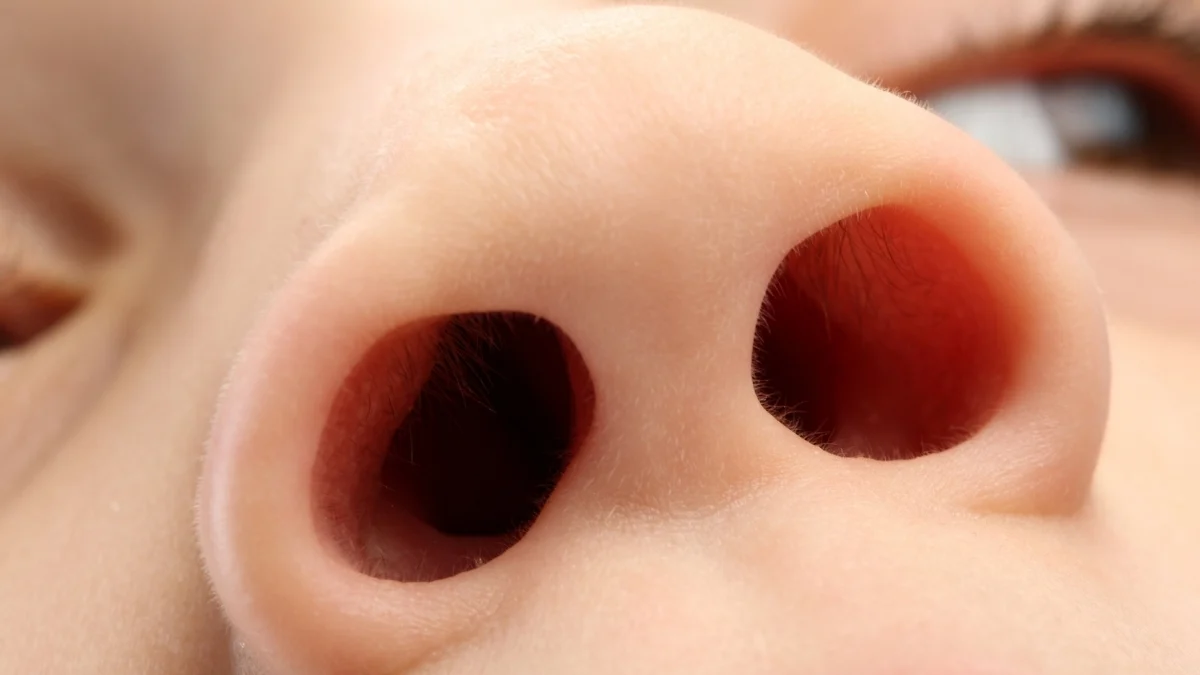 <p>One of the two openings of the nose.</p>