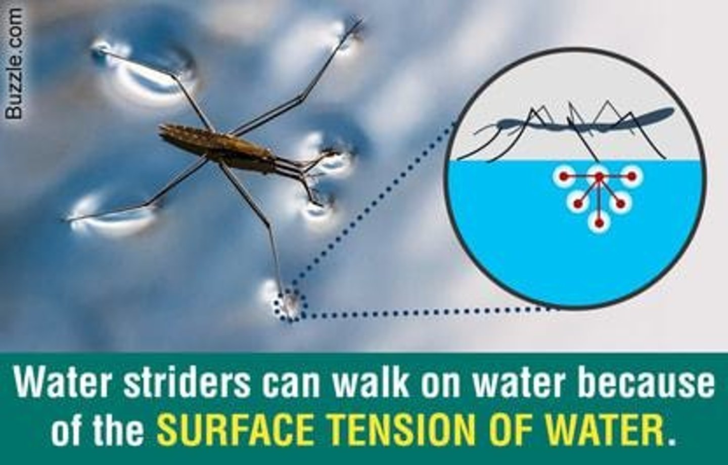 <p>The mutual attraction between water molecules causing them to stick together.</p>