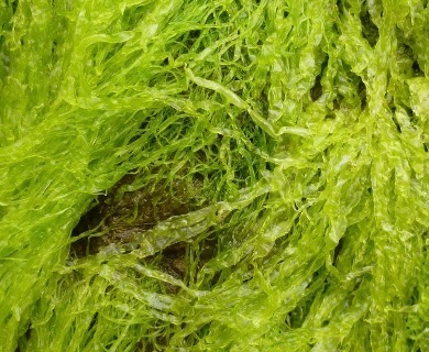 <p>Gutweed</p>