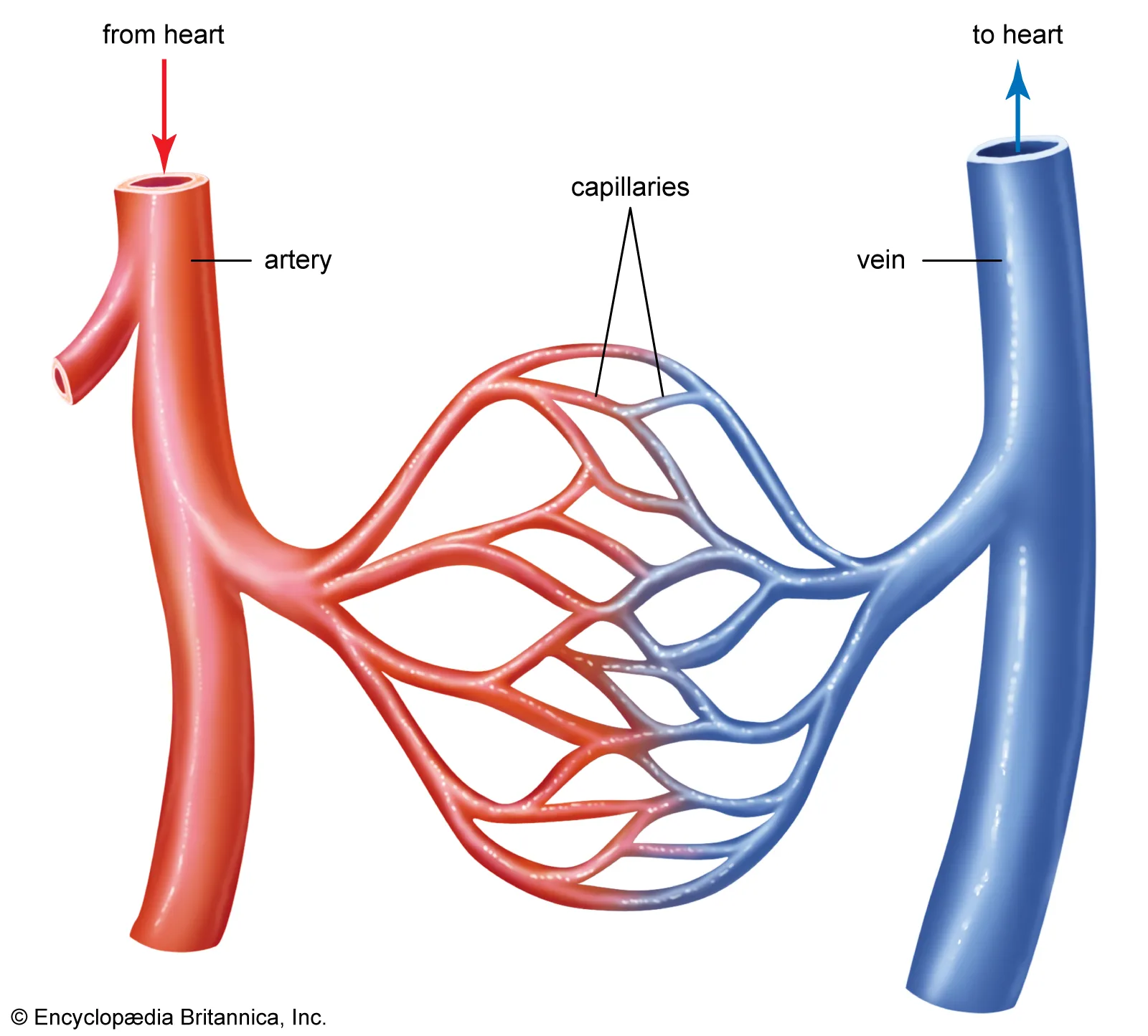 <p>Define capillaries (2)</p>