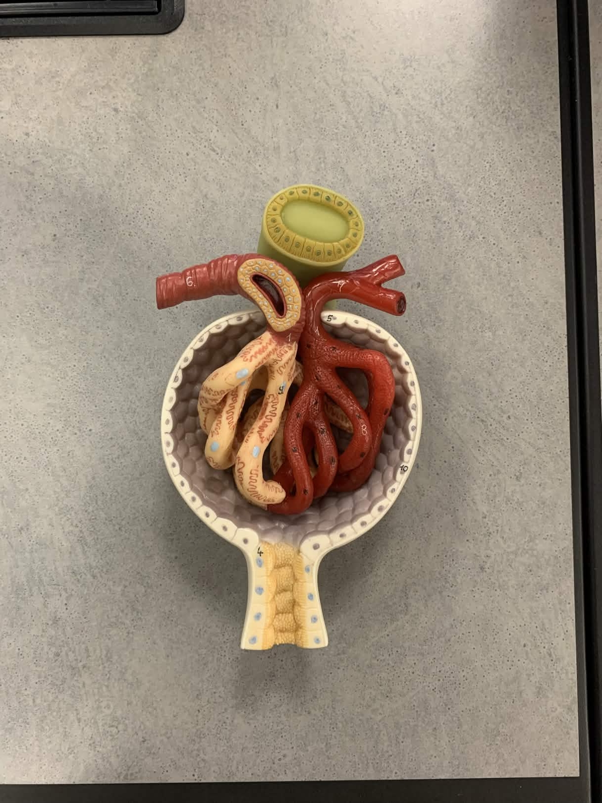 <p>Which part of the nephron:</p><ul><li><p>Small pea-shaped, within the renal cortex</p></li></ul><p></p>