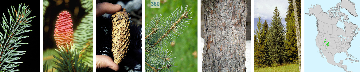<p>blue waxy color on new growth, army green when older, 4 inch flexible papery cone, tattered margin on sclaes</p>