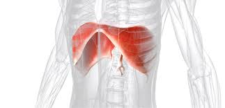 <ul><li><p>muscle of inspiration </p><ul><li><p>contracts, moves inferiorly, and flattens, expanding the thoracic cavity and compressing the abdominal organs</p></li></ul></li></ul><p></p>