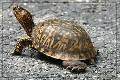 <p>Turtle</p>