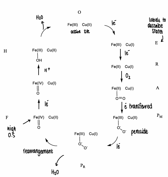 <p>The CCO metal ions are able to react directly with oxygen, which exists in a triplet spin state (has 2 u.p.e) and is paramagnetic.</p><p>The oxygen react quickly with paramagnetic metal ions, forming water.</p>
