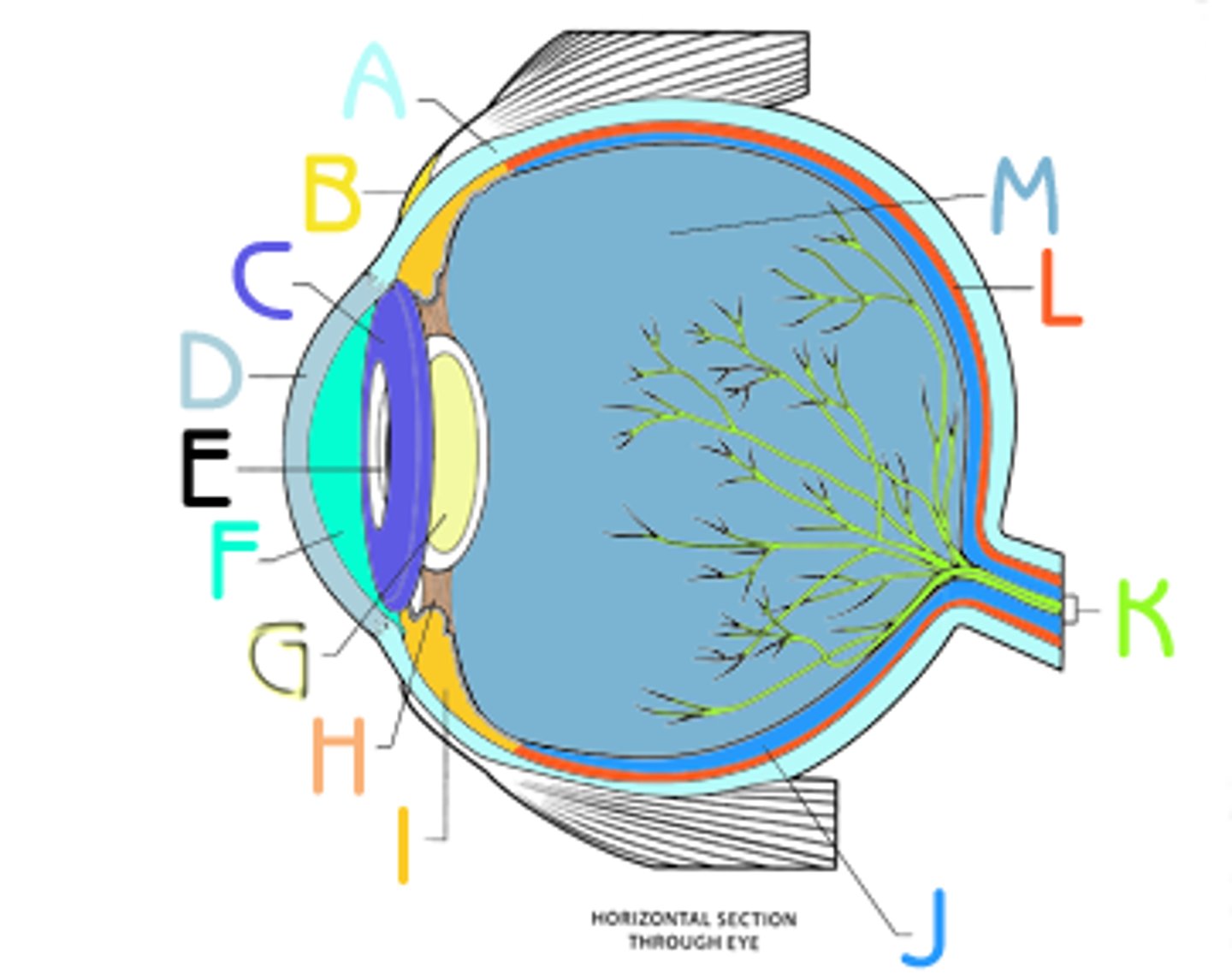 <p>is the <mark>highly vascular, pigmented middle layer of the eye</mark>, located between the white outer layer (sclera) and the inner light-sensing layer (retina). It plays a critical role in sustaining eye health and vision</p>