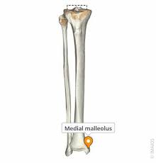<p>Bony bump on the inner side of your ankle</p>