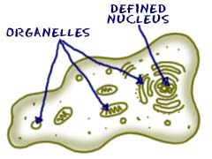 <p>These are cells that have a nucleus. Everything that is not bacteria.</p>