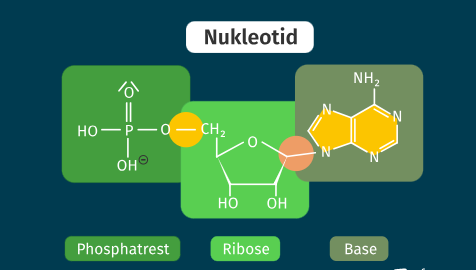 <ol><li><p>Phosphatrest</p></li><li><p>Zuckermolekül (Pentose): Desoxyribose bei DNA, Ribose bei RNA.</p></li><li><p>Eine organische Base </p></li></ol><p></p>