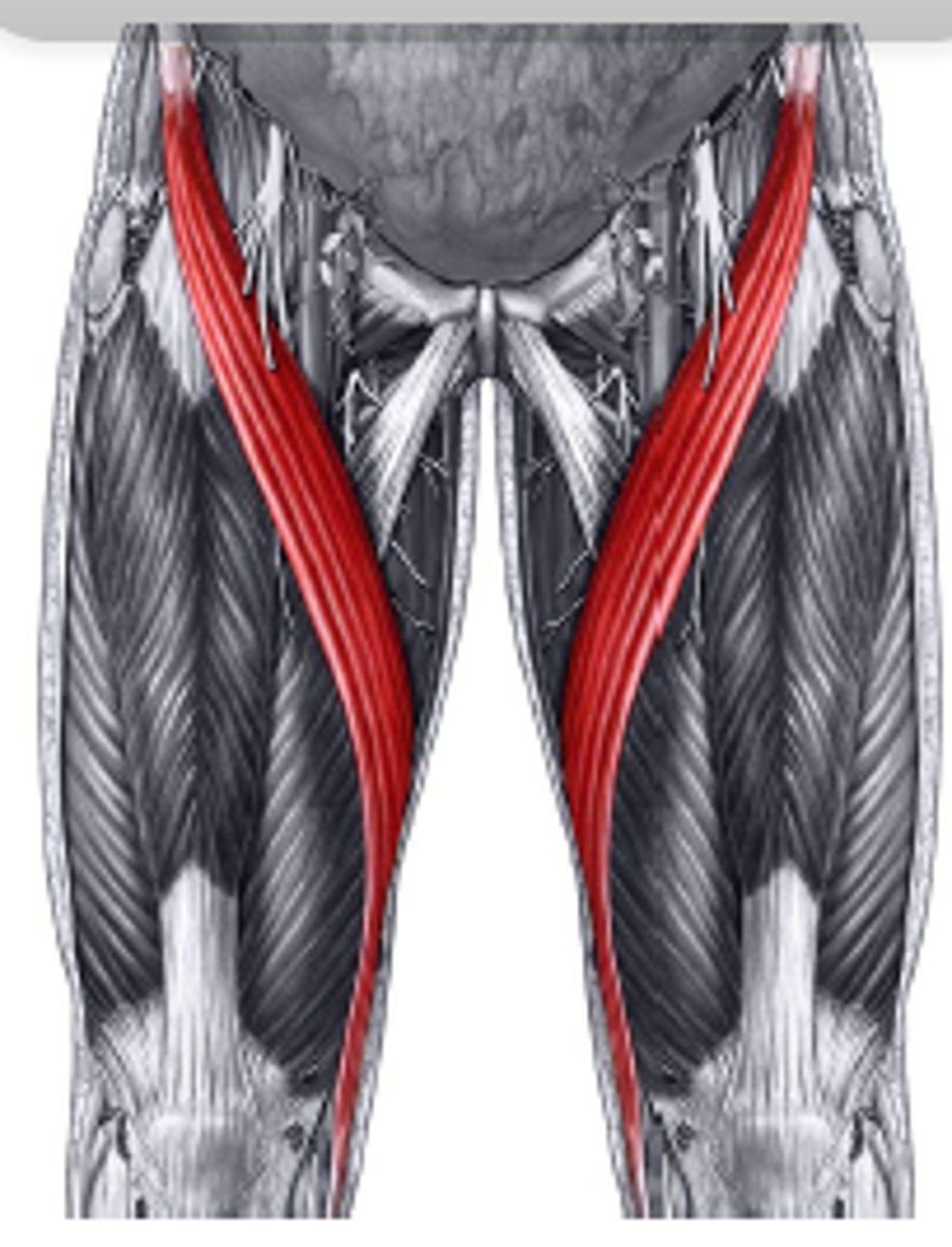 <p>Flexes, abducts, and laterally rotates thigh</p><p>flexes leg</p>