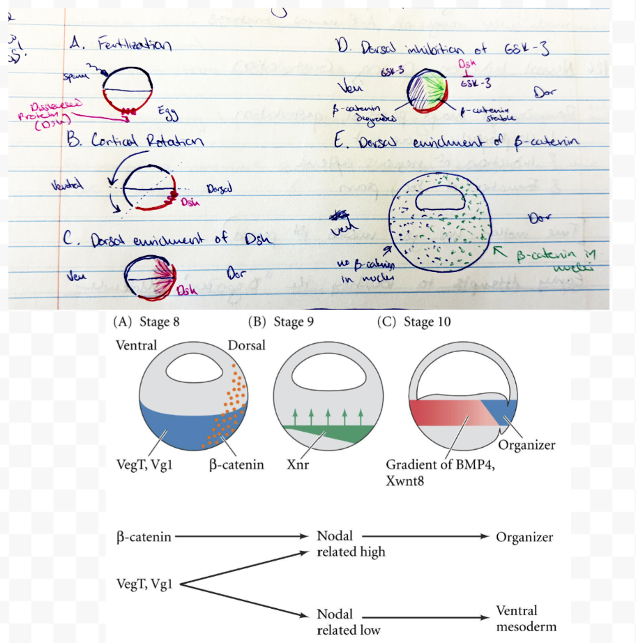 <p>Dorsal has enriched B-catenin. </p><p>Nieuwkoop center (mes-endoderm that induces the Spemann Organizer region) determined by the overlap of TGFB (Vg1)/VegT signaling and B-catenin</p>