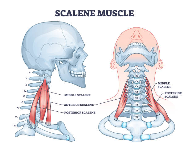 <p>Elevate first two ribs during inspiration and flex and rotate neck</p>