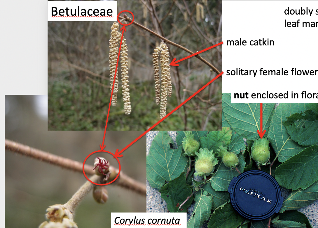 <p>Betulaceae</p>
