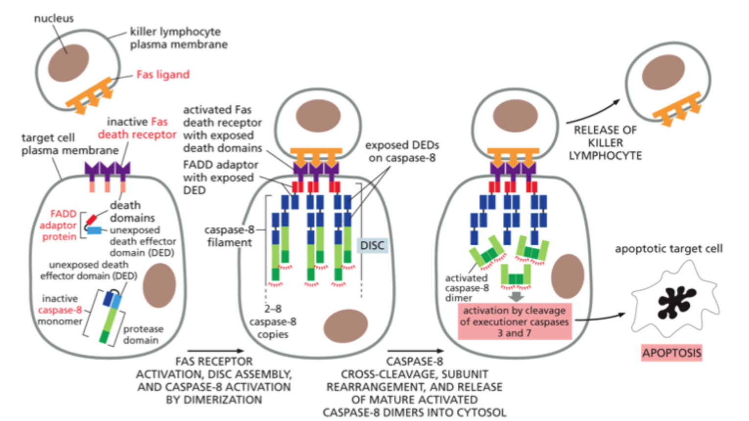<p><strong>Dødsreceptorer</strong> på celleoverfladen.</p>