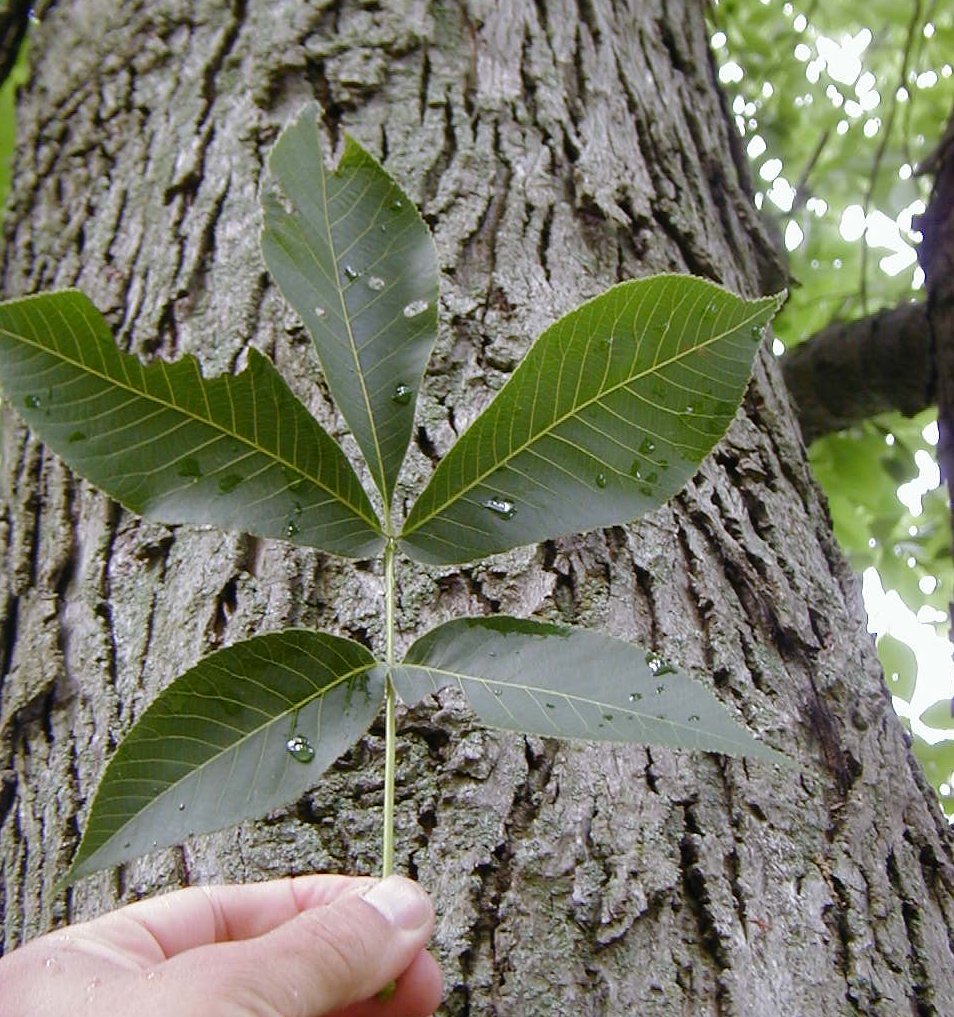 <p>scientific name</p>