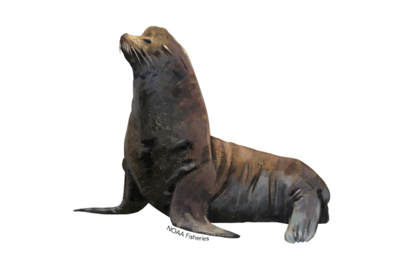 <p>Common Name: California sea lion</p>