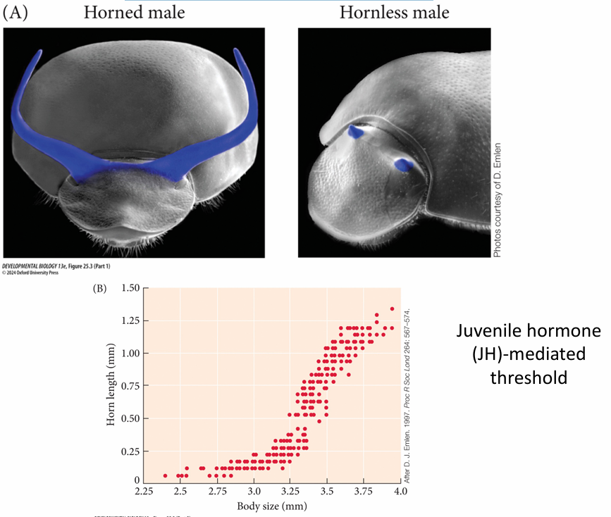 <p>Horn developmental plasticity in beetles: Presence/Absence of horn and everything in between</p><p></p><p>example: Onthophagus beetles (dung beetles)</p><ul><li><p>some males horned + others hornless. as body size increases, so does horn growth. this is driven by JH and influenced by nutrition </p></li></ul><p></p>