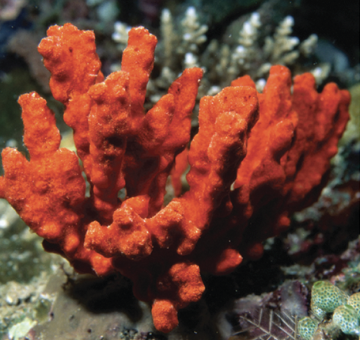 <p>What symmetry is this?</p>