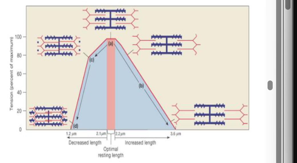 <p>Optimal actin and myosin overlap will produce maximal contraction (tension)</p>