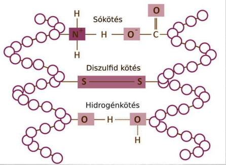 <ul><li><p><strong>hidrogén-híd </strong></p></li><li><p><strong>só/ionos kötés</strong></p></li><li><p><strong>diszulfid-hidak (kénhidak)</strong></p></li><li><p><strong>peptid kötés</strong></p></li></ul><p>mindegyik a cortexben van</p><p></p>