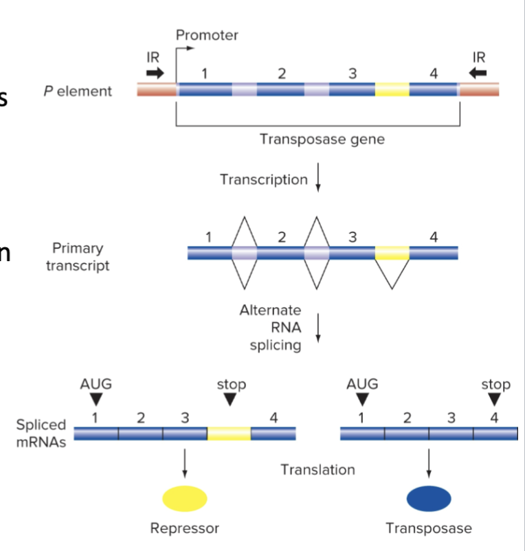 <p>One splice form produces TRANSPOSASE</p><p>The other produces a transposition REPRESSOR</p><p></p><p>The repressor COMPETES with transposase for binding to the Inverted Repeats (IRs)</p>