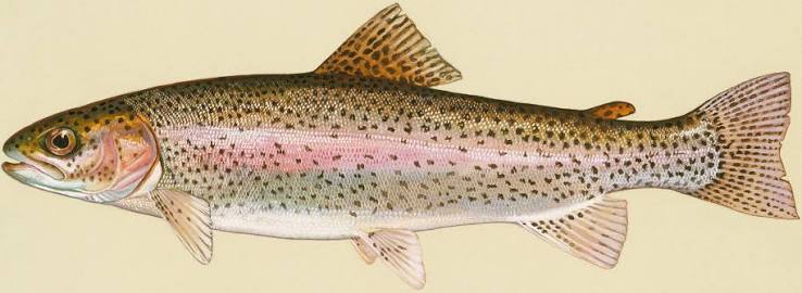 <ul><li><p>Native to the Pacific coast, prefer cool lakes and streams</p></li><li><p>20-34 inches in the Great Lakes</p></li><li><p>Prefer cool lakes and streams</p></li><li><p>Eat aquatic insects and fish</p></li><li><p>Fun fact: Those that live in large lakes and spawn in streams are called steelhead (they look more silvery and grow much larger)</p></li></ul><p></p>