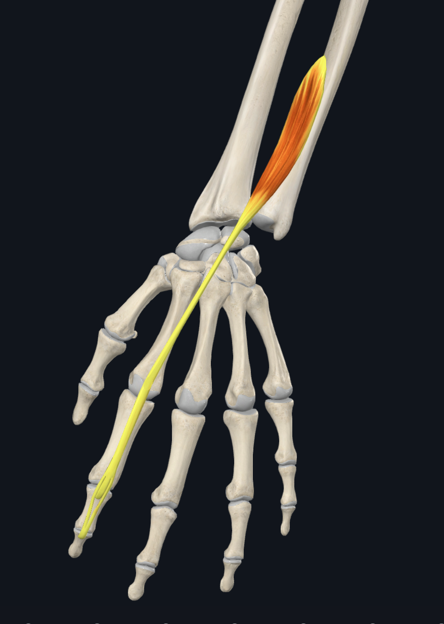 term image