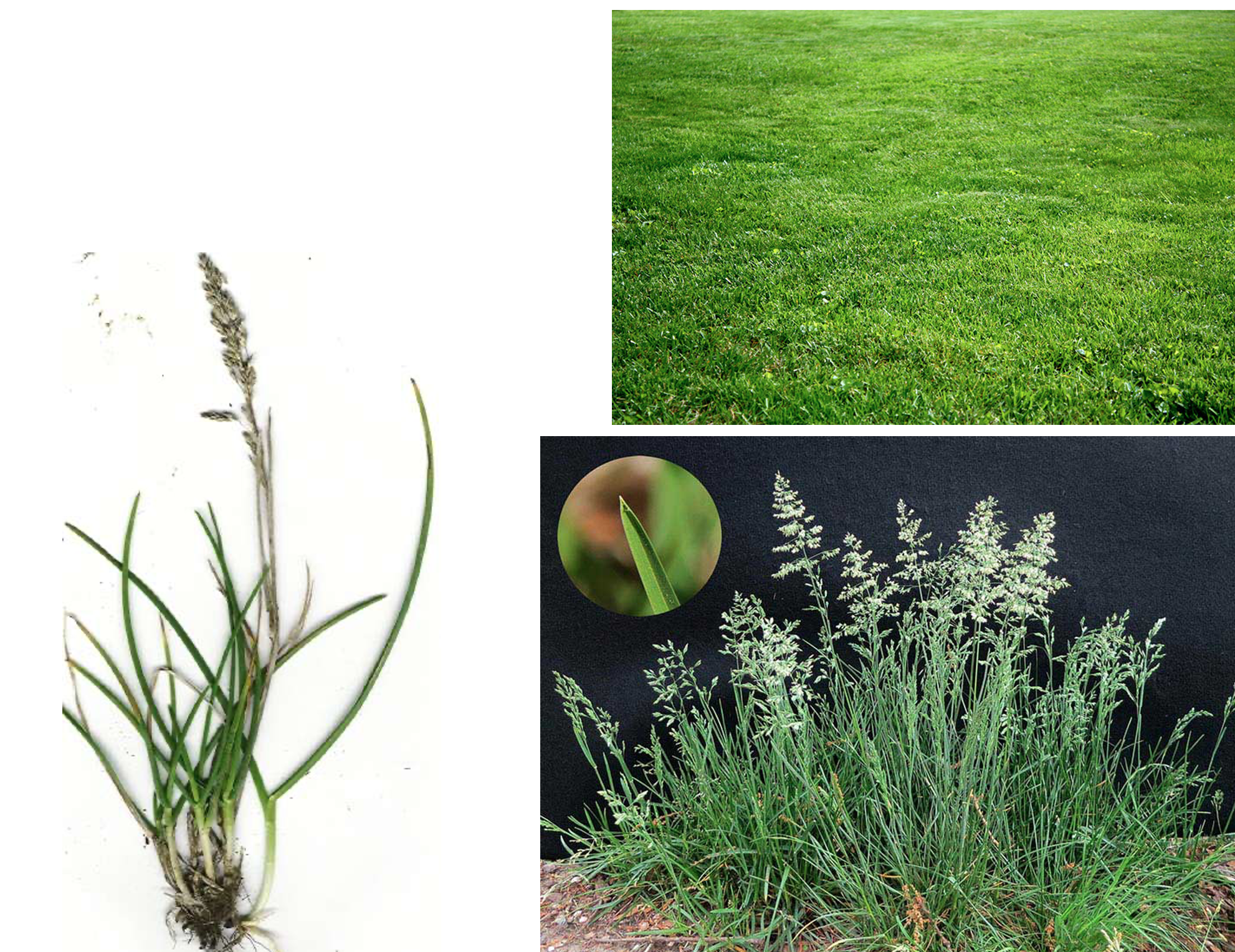 <p>What is this plant?</p>