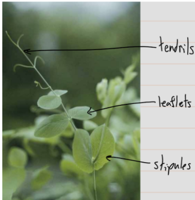 <p><span style="background-color: transparent;">Scale of leaf-like appendages that arise at nodes from the base of leaves</span></p>