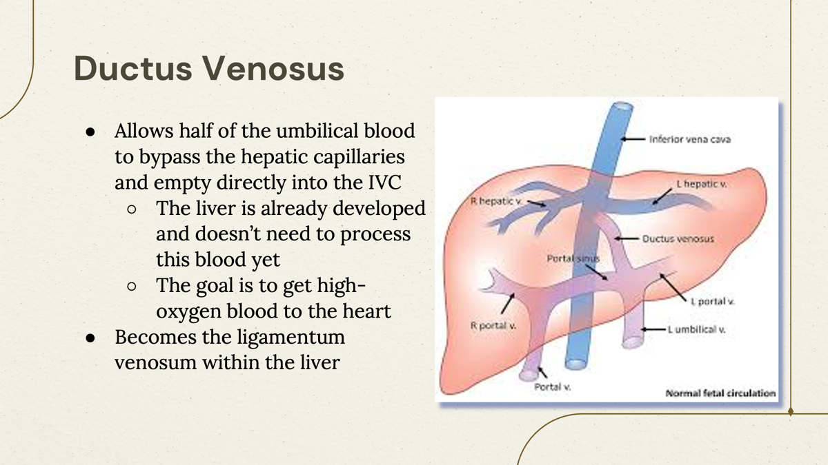 <p>The <u>Ductus Venosus</u>, which allows blood to bypass the hepatic capillaries of liver.</p><p></p>