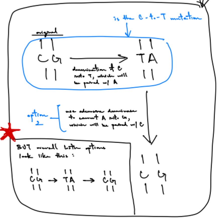 <p>causes C-to-T mutations, highly ass. w/ cancers</p><ul><li><p>reverse C-to-T mutations by changing:</p><ul><li><p>T → C</p></li><li><p>changing A → G, then T → C</p></li></ul></li></ul><p></p>
